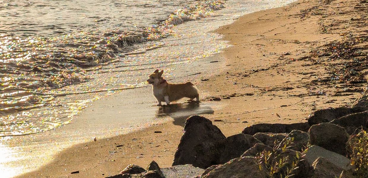 Liten hund står ved vannkanten på en sandstrand. Glittrende vann til venstre og gyllen sand med noen steiner i forgrunnen. Solskinn gir glitrende refleksjoner i vanne